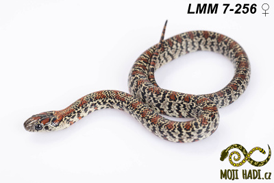 hadi na prodej, mládě, český chov hadů, odchov hadů, mojihadi.cz, lampropeltis mexicana mexicana, Mexican Kingsnake, korálovka mexická, granite germane linie, Nucha stripe, granite chadima line